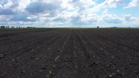Seedlings of corn 15 days after sowing. Video stock 131252760