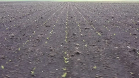 Seedlings of corn 15 days after sowing. Video stock 131253278
