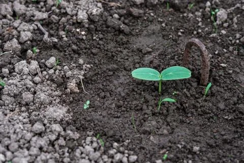 Seedlings of cucumber. Stock Photos