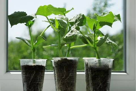 Seedlings of cucumbers on the background of the window. Stock Photos