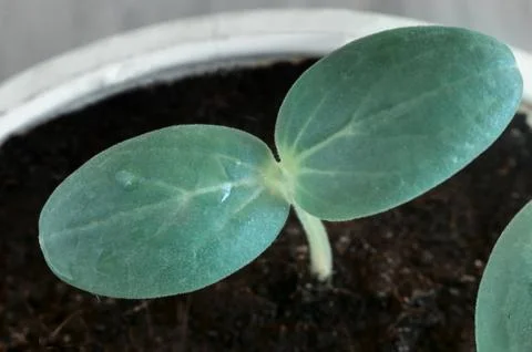 Seedlings of cucumbers in a container with the ground. Stock Photos