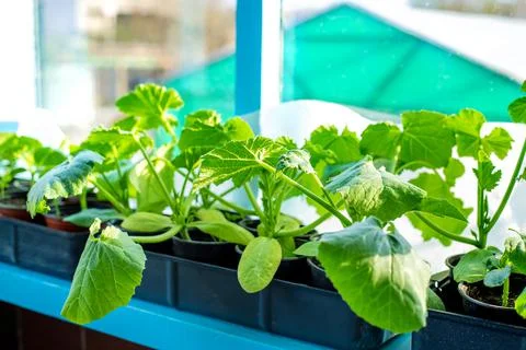 Seedlings of cucumbers in cups on the window. Selective focus. Foto stock