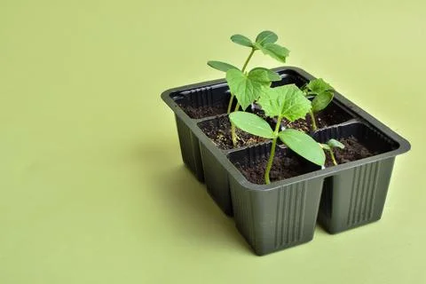 Seedlings of cucumbers on a green background Stock Photos