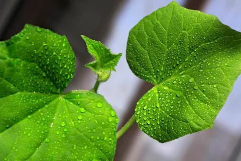 Seedlings cucumbers. Growing sprouts at home Stock Photos