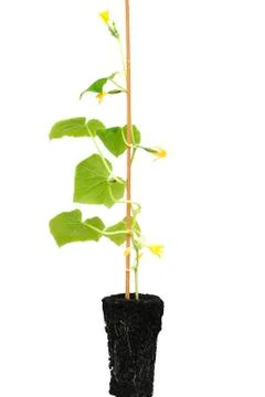 Seedlings of cucumbers Stock Photos