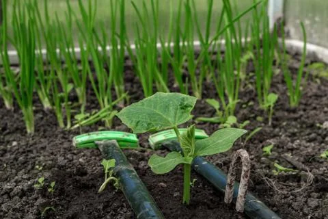 Seedlings of cucumbers. Stock Photos