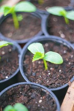 Seedlings of cucumbers in pots. Selective focus. Stock Photos