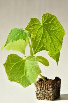 Seedlings of cucumbers with roots on a light background Foto stock
