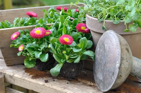 Seedlings of daisies Stock Photos