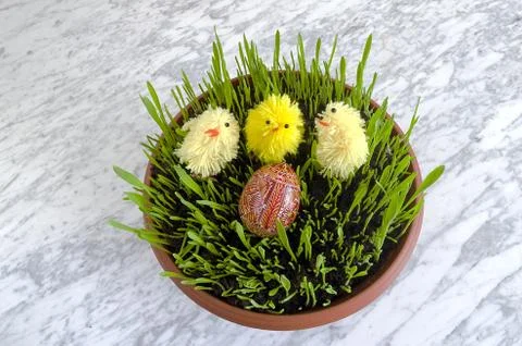 Seedlings easter with easter eggs, chicks on a marble table Stock Photos