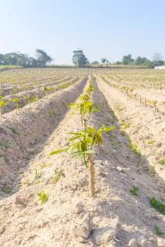 Seedlings in farm 库存照片