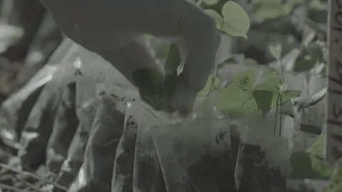 Seedlings for farming Stock Footage 339786125