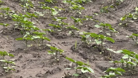Seedlings in Field Stock Footage 310433602