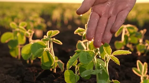 Seedlings field watered small drops stream sunset, farmer hand watering soybean Stock Footage 260881604