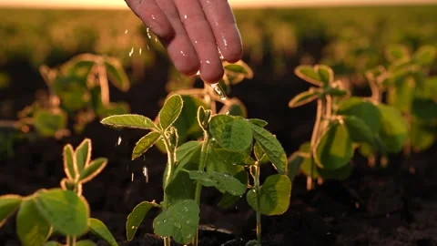 Seedlings field watered small drops stream sunset, farmer hand watering soybean Stock Footage 261499853
