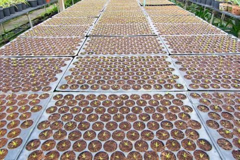 Seedlings flower Stock Photos