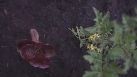 Seedlings in a flowerbed Stock Footage 82255186