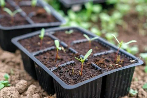 Seedlings of flowers. Stock Photos