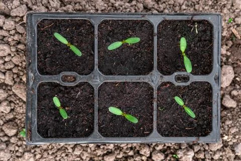 Seedlings of flowers. Stock Photos