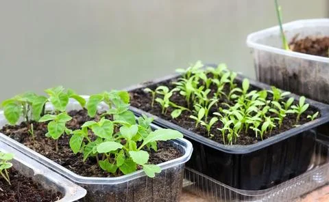 Seedlings of flowers Stock Photos