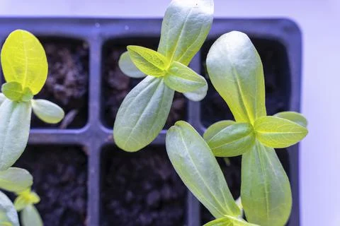Seedlings of flowers in a plastic cellular container on the windowsill Foto stock