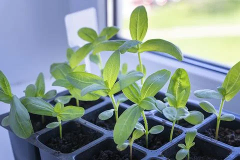 Seedlings of flowers in a plastic cellular container on the windowsill Foto stock