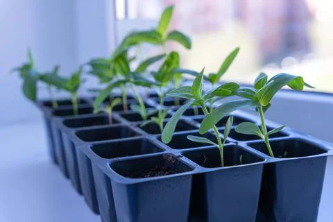 Seedlings of flowers in a plastic cellular container on the windowsill Foto stock