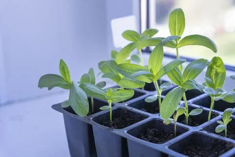 Seedlings of flowers in a plastic cellular container on the windowsill Foto stock