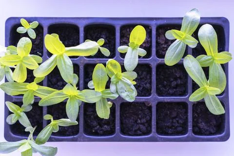 Seedlings of flowers in a plastic cellular container on the windowsill 库存照片