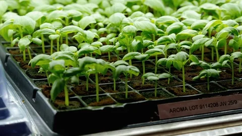 SEEDLINGS Stock Footage 99841400