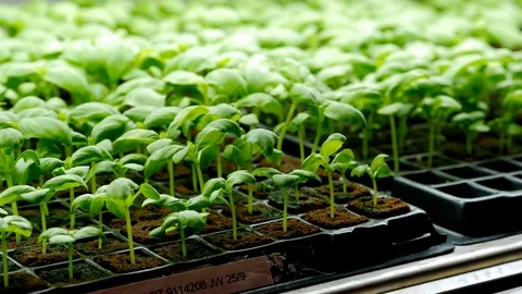 SEEDLINGS Stock Footage 99841427