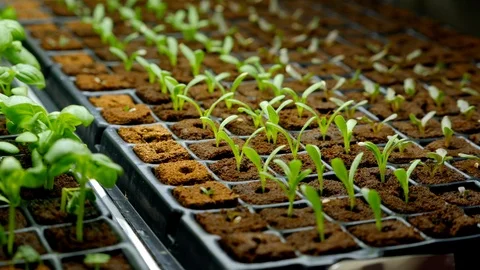 SEEDLINGS Stock Footage 99841606