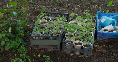 Seedlings Stock Footage 132333686