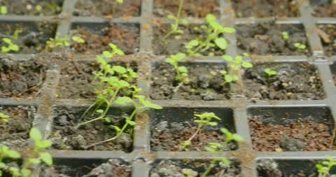 Seedlings Stock Footage 218042212