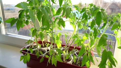 Seedlings for the garden Stock Footage 181047427
