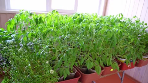 Seedlings for the garden Stock Footage 184966239