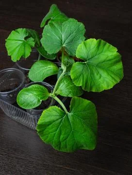 Seedlings in a glass on the table Foto stock