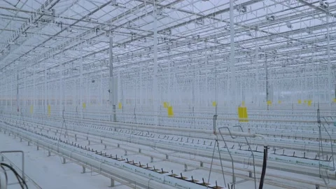 Seedlings in the greenhouse complex Stock Footage 194529849