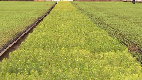 The seedlings in the greenhouse. Stock Footage