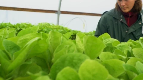 Seedlings in a greenhouse Stock Footage 111240575