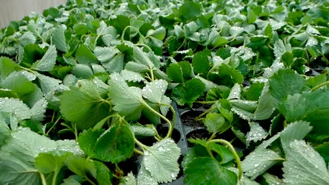 Seedlings in the greenhouse Stock Footage 136484666