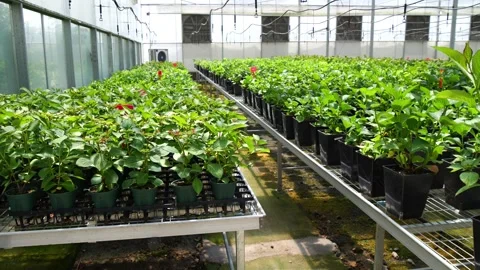 Seedlings in greenhouse. 스톡 동영상 274226230