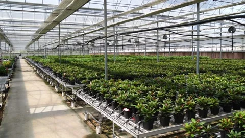 Seedlings in greenhouse. 库存影片 274236400