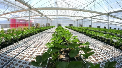 Seedlings in greenhouse. 库存影片 274236402