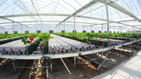 Seedlings in greenhouse. Stock Footage 274236423