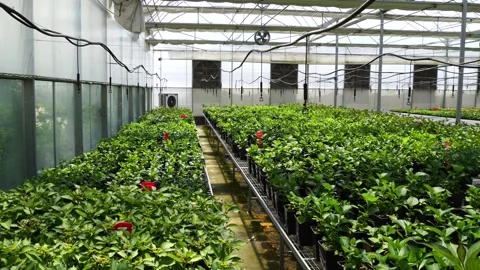 Seedlings in greenhouse. 库存影片 274236435