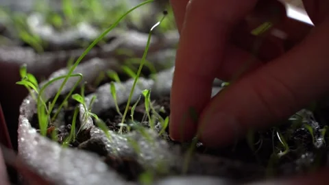 Seedlings grow in rolls, close-up. A hand pulls weeds from the ground Stock Footage 280587050