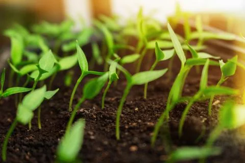 Seedlings growing in boxes reaching for the shining sunlight. Stock Photos