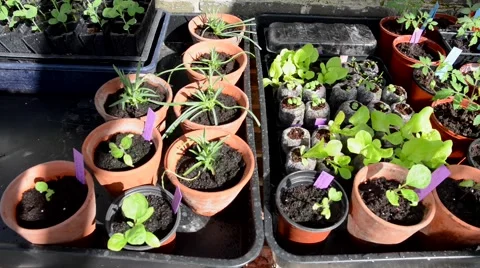 Seedlings growing in greenhouse Stock Footage 49784604
