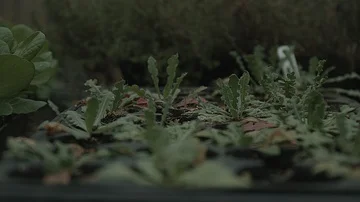 Seedlings growing in a greenhouse Stock Footage 86008699